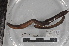  ( - EW-MI15-0254)  @13 [ ] CreativeCommons - Attribution Non-Commercial Share-Alike (2015) Thibaud Decaens Universite Montpellier, CEFE Lab