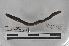  ( - EW-MI15-0263)  @12 [ ] CreativeCommons - Attribution Non-Commercial Share-Alike (2015) Thibaud Decaens Universite Montpellier, CEFE Lab