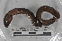  ( - EW-MI15-0294)  @13 [ ] CreativeCommons - Attribution Non-Commercial Share-Alike (2015) Thibaud Decaens Universite Montpellier, CEFE Lab