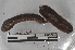 ( - EW-MI15-0296)  @13 [ ] CreativeCommons - Attribution Non-Commercial Share-Alike (2015) Thibaud Decaens Universite Montpellier, CEFE Lab