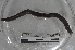  ( - EW-MI15-0297)  @12 [ ] CreativeCommons - Attribution Non-Commercial Share-Alike (2015) Thibaud Decaens Universite Montpellier, CEFE Lab