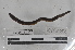  ( - EW-MI15-0337)  @12 [ ] CreativeCommons - Attribution Non-Commercial Share-Alike (2015) Thibaud Decaens Universite Montpellier, CEFE Lab
