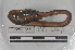  ( - EW-MI15-0361)  @13 [ ] CreativeCommons - Attribution Non-Commercial Share-Alike (2015) Thibaud Decaens Universite Montpellier, CEFE Lab