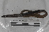  ( - EW-MI15-0365)  @12 [ ] CreativeCommons - Attribution Non-Commercial Share-Alike (2015) Thibaud Decaens Universite Montpellier, CEFE Lab