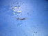  (Dichogaster bolaui - Dibo1)  @12 [ ] CreativeCommons - Attribution Non-Commercial Share-Alike (2010) Unspecified The Research Collection of Chih-Han Chang