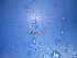  ( - Disa2)  @12 [ ] CreativeCommons - Attribution Non-Commercial Share-Alike (2010) Unspecified The Research Collection of Chih-Han Chang