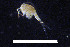  (Mesocyclops longisetus - CH778-E08)  @11 [ ] CreativeCommons  Attribution Non-Commercial Share-Alike (2015) Martha Valdez-Moreno El Colegio de la Frontera Sur