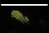  (Tropocyclops - CH781-F05)  @11 [ ] CreativeCommons  Attribution Non-Commercial Share-Alike (2015) Martha Valdez-Moreno El Colegio de la Frontera Sur