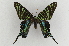  ( - CNCLEP00097933)  @11 [ ] CreativeCommons - Attribution Non-Commercial Share-Alike (2012) Don Lafontaine Canadian National Collection of Insects