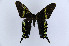  ( - MGCL-164059)  @13 [ ] Copyright (2013) Andrew Warren McGuire Centre for Lepidoptera and Biodiversity