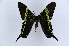  ( - MGCL-164060)  @11 [ ] Copyright (2013) Andrew Warren McGuire Centre for Lepidoptera and Biodiversity
