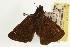  (Erynnis pacuvius - EZEssig029)  @13 [ ] Unspecified (default): All Rights Reserved  Unspecified Unspecified