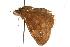  (Erynnis tristis - EZEssig044)  @12 [ ] Unspecified (default): All Rights Reserved  Unspecified Unspecified