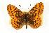  (Boloria epithore - EZ1085CNC)  @14 [ ] Unspecified (default): All Rights Reserved  Unspecified Unspecified