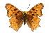  (Polygonia satyrus - EZ1096CNC)  @13 [ ] Unspecified (default): All Rights Reserved  Unspecified Unspecified