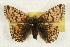  (Boloria alaskensis - EZ1132CNC)  @13 [ ] Unspecified (default): All Rights Reserved  Unspecified Unspecified