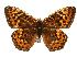  (Speyeria hydaspe - EZ1281CNC)  @14 [ ] Unspecified (default): All Rights Reserved  Unspecified Unspecified