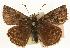  (Erynnis icelus - EZ1337CNC)  @15 [ ] Unspecified (default): All Rights Reserved  Unspecified Unspecified