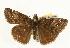 (Erynnis afranius - EZ1343CNC)  @13 [ ] Unspecified (default): All Rights Reserved  Unspecified Unspecified