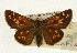  (Hesperia comma - EZ1361CNC)  @14 [ ] Unspecified (default): All Rights Reserved  Unspecified Unspecified