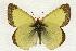  (Colias pelidne - rlayberry68)  @15 [ ] Unspecified (default): All Rights Reserved  Unspecified Unspecified