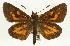  (Poanes viator - EZ1384CNC)  @14 [ ] Unspecified (default): All Rights Reserved  Unspecified Unspecified