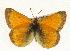  (Colias meadii - EZ1417CNC)  @14 [ ] Unspecified (default): All Rights Reserved  Unspecified Unspecified