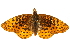  (Boloria bellona - JG-011-07)  @14 [ ] CreativeCommons - Attribution (2012) CBG Photography Group Centre for Biodiversity Genomics