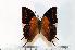  (Charaxes cowani - BC-Basq1725)  @14 [ ] Unspecified (default): All Rights Reserved  Unspecified Unspecified