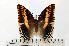  ( - BC-Basq1768)  @13 [ ] Unspecified (default): All Rights Reserved  Unspecified Unspecified