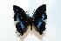  ( - BC-Basq1858)  @13 [ ] Unspecified (default): All Rights Reserved  Unspecified Unspecified