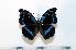  ( - BC-Basq1878)  @13 [ ] Unspecified (default): All Rights Reserved  Unspecified Unspecified