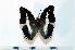  ( - BC-Basq1887)  @13 [ ] Unspecified (default): All Rights Reserved  Unspecified Unspecified