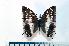  (Charaxes catochrous - BC-Basq1888)  @14 [ ] Unspecified (default): All Rights Reserved  Unspecified Unspecified