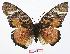  ( - BC-EV0565)  @13 [ ] Unspecified (default): All Rights Reserved  Unspecified Unspecified