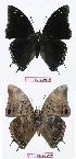  ( - BC-EV0575)  @13 [ ] Unspecified (default): All Rights Reserved  Unspecified Unspecified