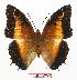  (Charaxes pollux maua - BC-EV0580)  @14 [ ] Unspecified (default): All Rights Reserved  Unspecified Unspecified