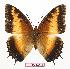  ( - BC-EV0581)  @14 [ ] Unspecified (default): All Rights Reserved  Unspecified Unspecified