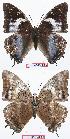  ( - BC-EV0590)  @13 [ ] Unspecified (default): All Rights Reserved  Unspecified Unspecified
