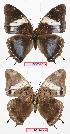 ( - BC-EV0619)  @13 [ ] Unspecified (default): All Rights Reserved  Unspecified Unspecified