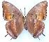  ( - BC-EV0630)  @12 [ ] Unspecified (default): All Rights Reserved  Unspecified Unspecified
