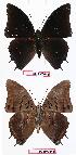  ( - BC-EV0643)  @13 [ ] Unspecified (default): All Rights Reserved  Unspecified Unspecified