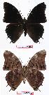  ( - BC-EV0644)  @13 [ ] Unspecified (default): All Rights Reserved  Unspecified Unspecified