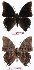  ( - BC-EV0645)  @13 [ ] Unspecified (default): All Rights Reserved  Unspecified Unspecified