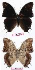  ( - BC-EV0648)  @13 [ ] Unspecified (default): All Rights Reserved  Unspecified Unspecified