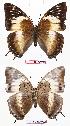  (Charaxes cedreatis gha01 - BC-EV0722)  @13 [ ] Unspecified (default): All Rights Reserved  Unspecified Unspecified