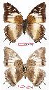  ( - BC-EV0723)  @13 [ ] Unspecified (default): All Rights Reserved  Unspecified Unspecified