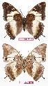  ( - BC-EV0736)  @13 [ ] Unspecified (default): All Rights Reserved  Unspecified Unspecified