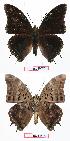  ( - BC-EV0739)  @13 [ ] Unspecified (default): All Rights Reserved  Unspecified Unspecified