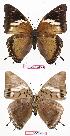  (Charaxes cedreatis gui01 - BC-EV0743)  @13 [ ] Unspecified (default): All Rights Reserved  Unspecified Unspecified